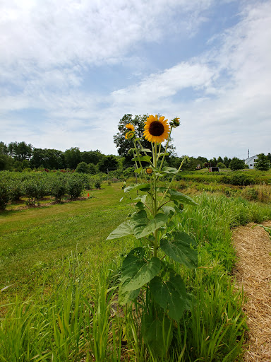 Farm «Heron Pond Farm», reviews and photos, 299 Main Ave, South Hampton, NH 03827, USA