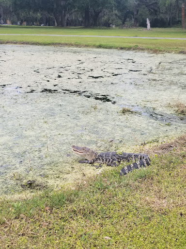 Golf Course «The Claw at USF», reviews and photos, 13801 N 46th St, Tampa, FL 33613, USA