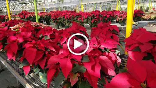 Florist «Dutch & Olgas Greenhouse», reviews and photos, 1285 NJ-36, Hazlet, NJ 07730, USA