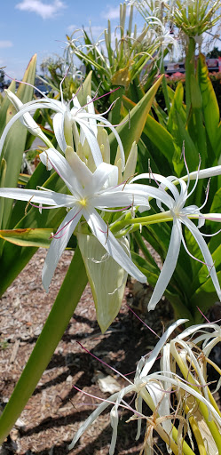 Dessert Shop «Blush Desserts», reviews and photos, 4817 Convoy St, San Diego, CA 92111, USA