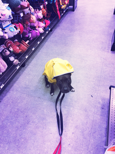 Pet Supply Store «Unleashed by Petco», reviews and photos, 8412 Georgia Ave, Silver Spring, MD 20910, USA