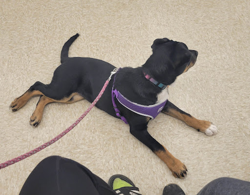 Pet Supply Store «PetSmart», reviews and photos, 2026 Lincoln Way E, Massillon, OH 44646, USA