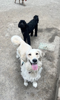 Mr. Pups Pet Care - Photo 3 - Car repair in Seattle, WA, Seattle