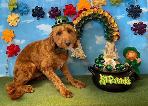 Hairy Beast Dog Pawlour