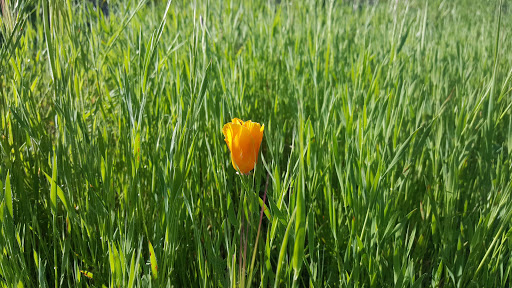 Sports Club «Rolling Hills Club», reviews and photos, 351 San Andreas Dr, Novato, CA 94945, USA