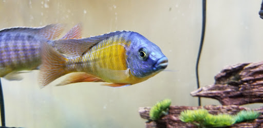 Pet Supply Store «Live Fish Direct .com», reviews and photos, 12270 700 E, Draper, UT 84020, USA