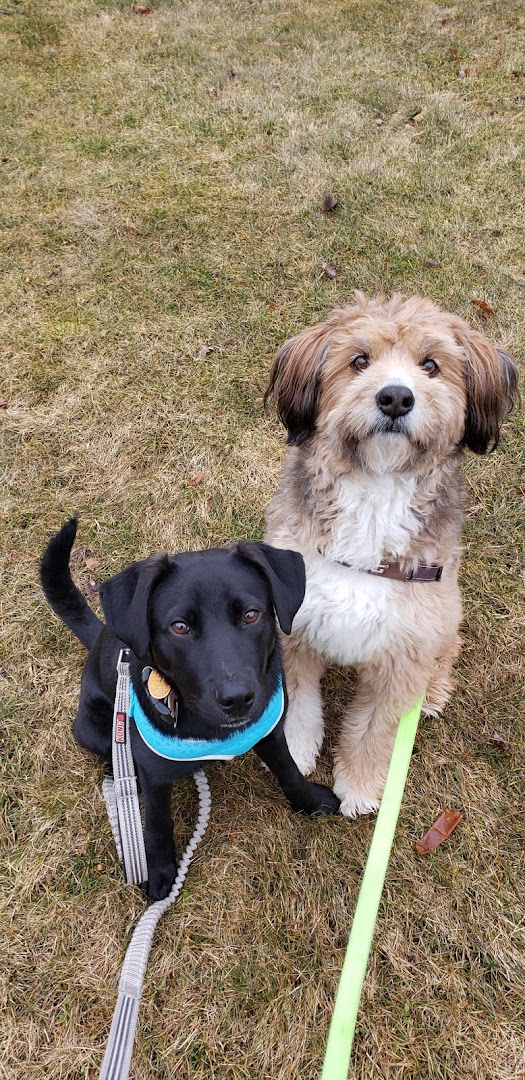 A Bark in the Park