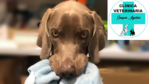 Clínica Veterinaria Gaspar Aguilar en Valencia