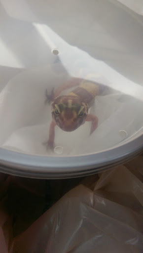 Pet Supply Store «PetSmart», reviews and photos, 1042 Fairplain Dr, Benton Harbor, MI 49022, USA