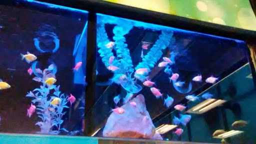 Pet Supply Store «Petco Animal Supplies», reviews and photos, 1951 N Military Trl c, West Palm Beach, FL 33409, USA