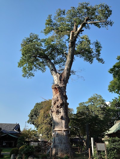 廣瀬神社の大ケヤキ（県指定天然記念物）
