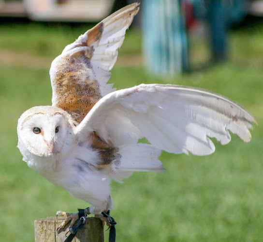 Comments and reviews of English School of Falconry