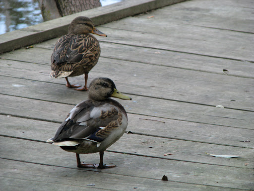 Nature Preserve «The Grove», reviews and photos, 1421 Milwaukee Ave, Glenview, IL 60025, USA