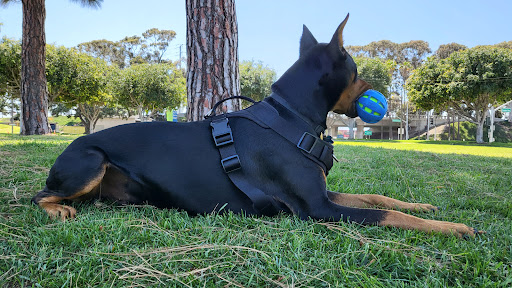 Boulevard Animal Hospital