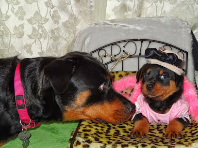 Royal Hearts Rottweilers