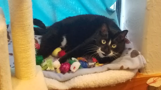 Pet Supply Store «Hobscot Pet Supply», reviews and photos, 328 E 5th Ave, Mt Dora, FL 32757, USA