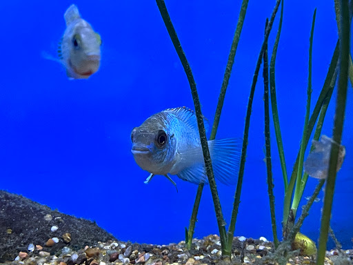 Tropical Fish Store «Tropical Pet Oasis», reviews and photos, 10218 Progress Ln, Parker, CO 80134, USA