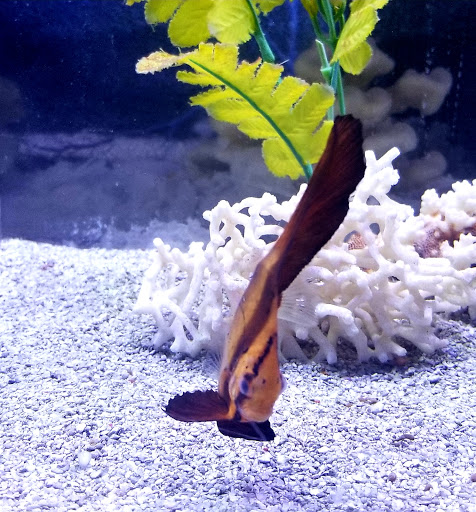 Aquarium «Aquarium In Old Town Inc», reviews and photos, 1001 E Douglas Ave, Wichita, KS 67211, USA