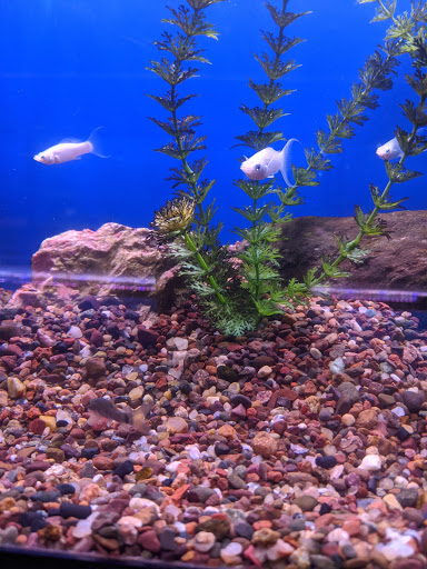 Tropical Fish Store «Tropi-Quatics Pet Center», reviews and photos, 337 S Main St, Lombard, IL 60148, USA