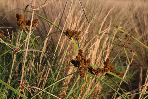 Nature Preserve «Perico Preserve», reviews and photos, 11700 Manatee Ave W, Bradenton, FL 34209, USA