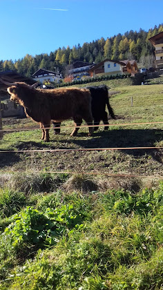 Vidéos hôtels Hotel Belvedere 38039 Vigo di Fassa