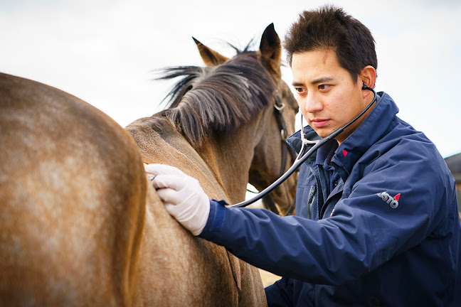 Lower House Equine Clinic - Telford