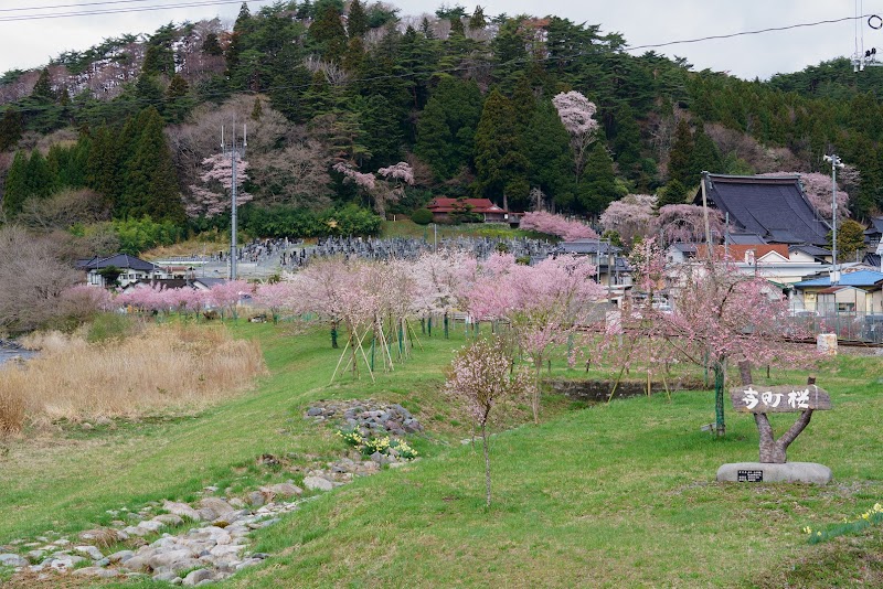 寺町桜
