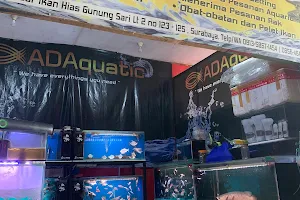 ADAquatic ( Jual Ikan Hias Surabaya ) image