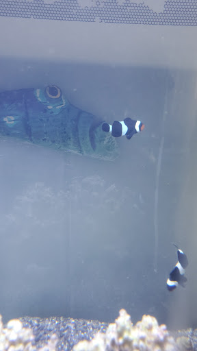 Tropical Fish Store «House of Fins», reviews and photos, 99 Bruce Park Ave, Greenwich, CT 06830, USA
