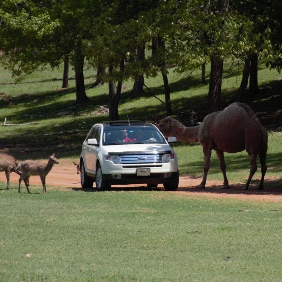 Cherokee Trace Drive-Thru Safari