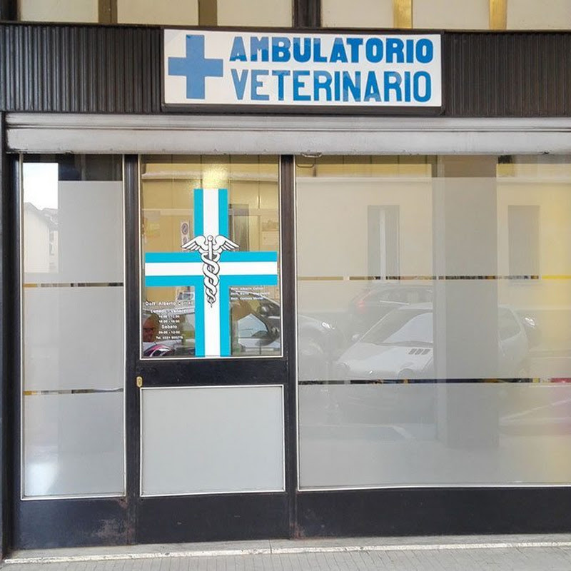 Veterinary Surgery Dr. Alberto Collini