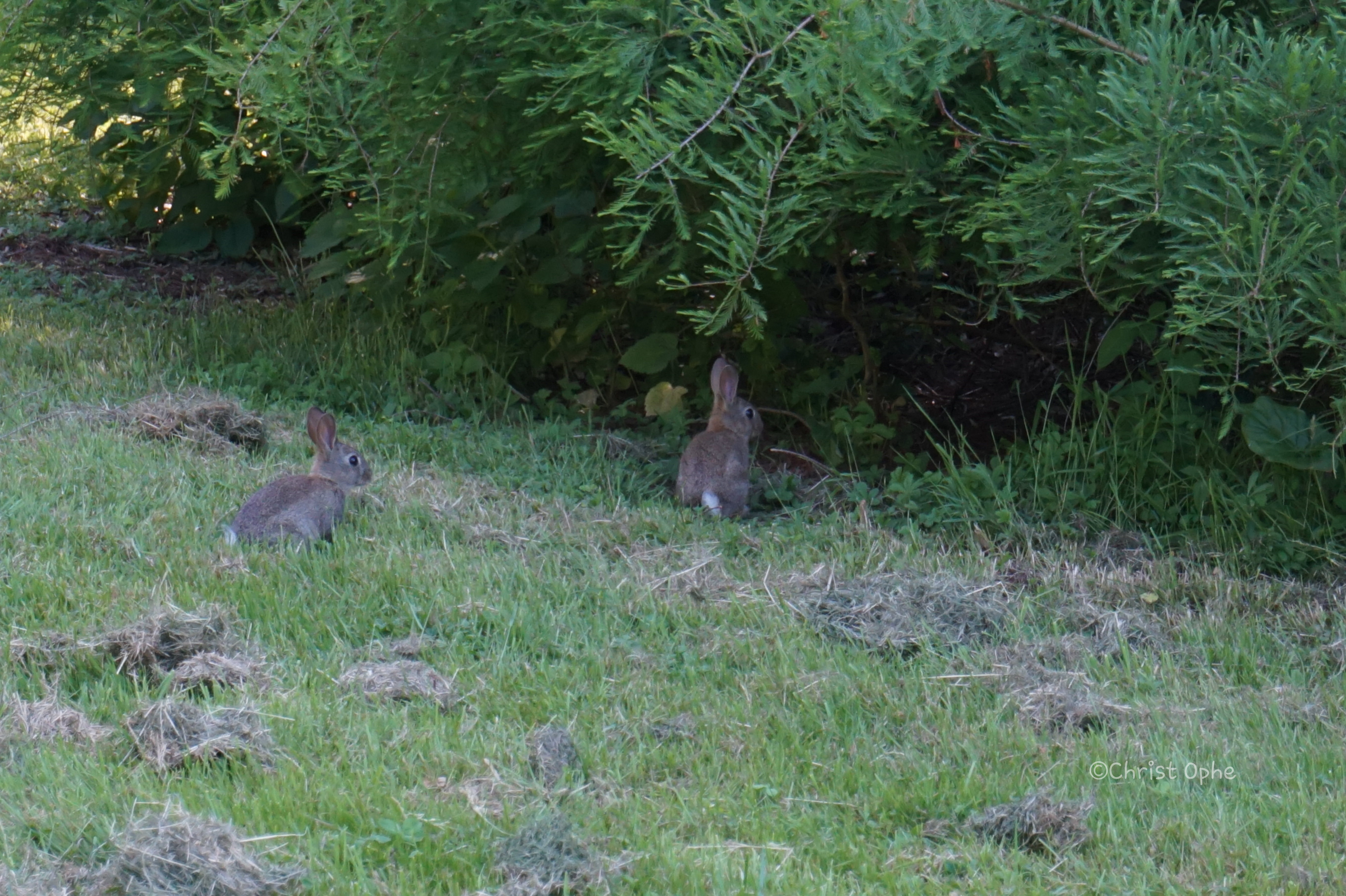 Photo n° 1 de l'avis de Pika.c fait le 10/06/2017 à 06:05