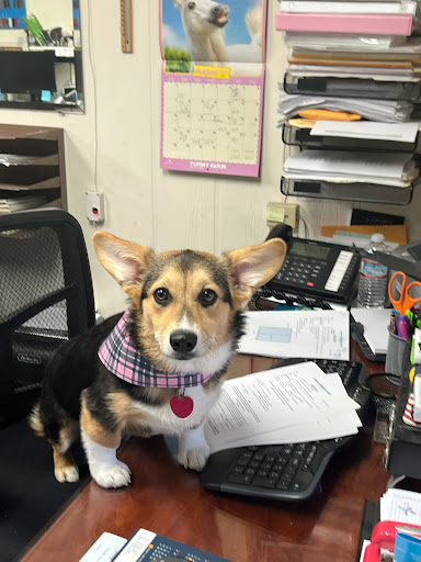 Pet Supply Store «Homegrown Pet Supply», reviews and photos, 6119 Old Redwood Hwy, Santa Rosa, CA 95403, USA