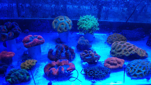 Pet Supply Store «Aquariums and Reptiles», reviews and photos, 11400 S Cleveland Ave, Fort Myers, FL 33907, USA