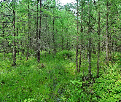 Skunk Creek Woods State Natural Area
