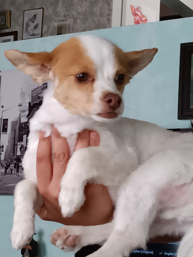 Pet Supply Store «PetSmart», reviews and photos, 4230 Pueblo Fwy, Pueblo, CO 81008, USA