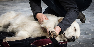 Juliette Cavoit Ostéopathe pour animaux à Caen
