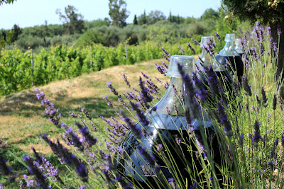 Vignoble de Saint Jeannet « Vignoble Rasse » à Saint-Jeannet