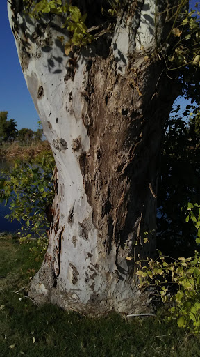 Golf Club «Toka Sticks Golf Club», reviews and photos, 6910 E Williams Field Rd, Mesa, AZ 85212, USA