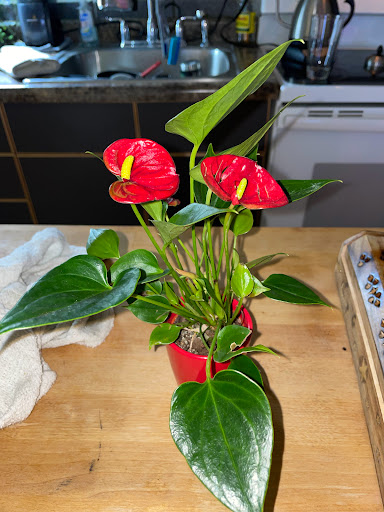 Home Improvement Store «The Home Depot», reviews and photos, 295 E Army Trail Rd, Glendale Heights, IL 60139, USA