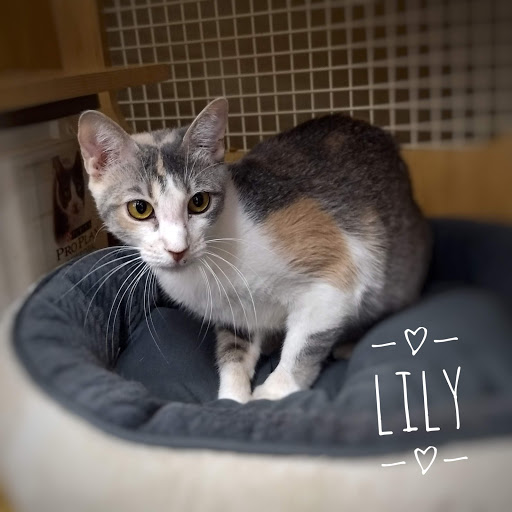 Pet Supply Store «Petco Animal Supplies», reviews and photos, 1500 N Town E Blvd, Mesquite, TX 75150, USA