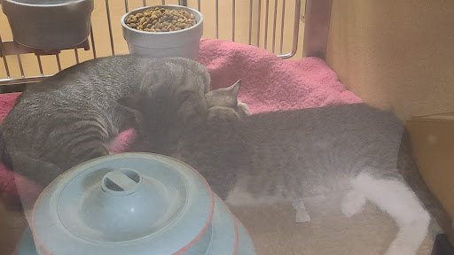 Pet Supply Store «PetSmart», reviews and photos, 14420 Farm to Market 2920, Tomball, TX 77377, USA