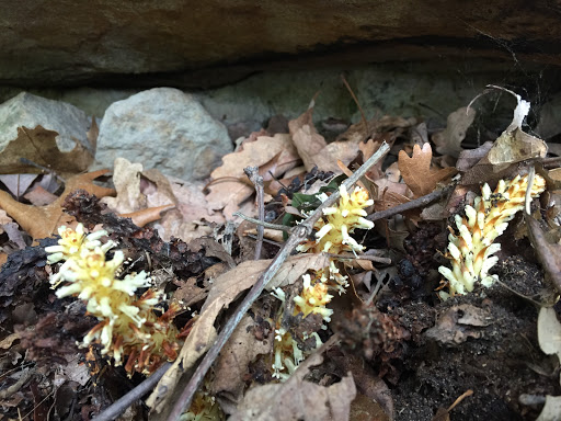 Nature Preserve «Eidolon Nature Preserve», reviews and photos, 2146 Orleans Rd, Great Cacapon, WV 25422, USA