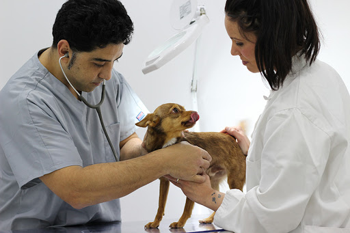Clínica Calzada Veterinaria y Rehabilitación en Puçol