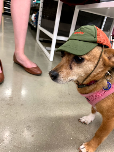 Pet Supply Store «Petco Animal Supplies», reviews and photos, 5925 US-6, Portage, IN 46368, USA