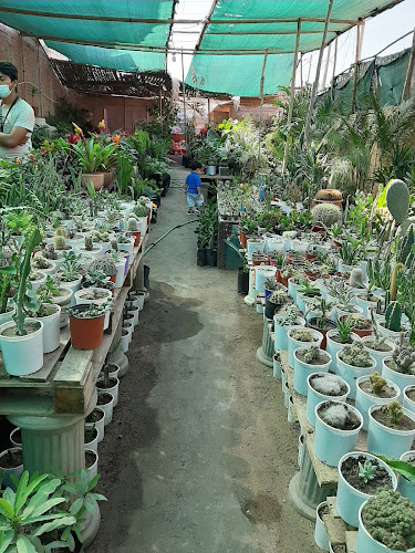 Opiniones de Vivero Pinos Dorados en Chiclayo - Centro de jardinería