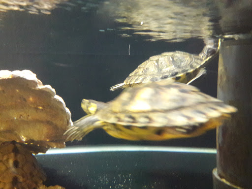 Pet Supply Store «Petco Animal Supplies», reviews and photos, 30697 US Hwy 19 N, Palm Harbor, FL 34684, USA