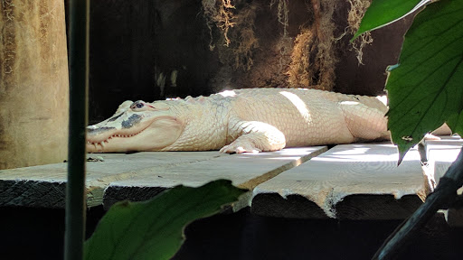 Aquarium «Audubon Aquarium of the Americas», reviews and photos, 1 Canal St, New Orleans, LA 70130, USA