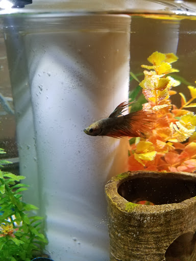 Pet Supply Store «PetSmart», reviews and photos, 15555 E 14th St, San Leandro, CA 94578, USA