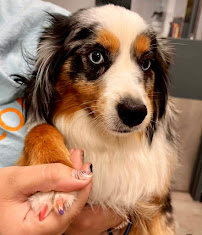 Dogtopia of Short Pump - Photo 9 - Car repair in Richmond, VA, Richmond